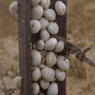 thumbnail for publication: Pest Snails and slugs